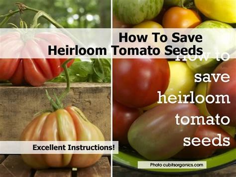 How To Save Heirloom Tomato Seeds