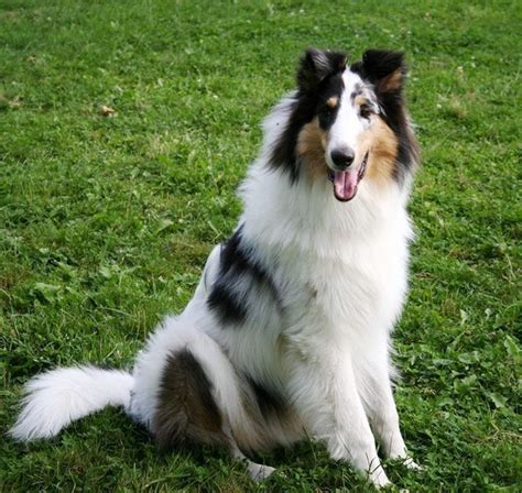 Harlequin Rough Collie Rough Collie Kittens And Puppies Dog Heaven