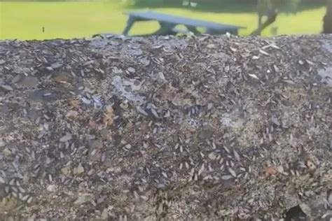 Flying Ant Day Giant Swarms Seen From Space Cause Mayhem As Gulls