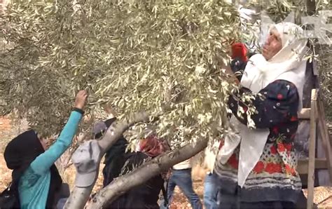 VIDEO The Battle For Palestines Olive Harvest Kicks Off In The West