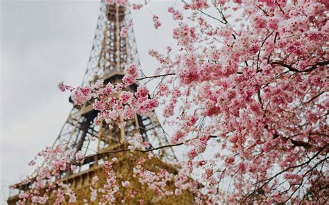 5 Unexpected Cities Around The World To See Cherry Blossoms Silverkris