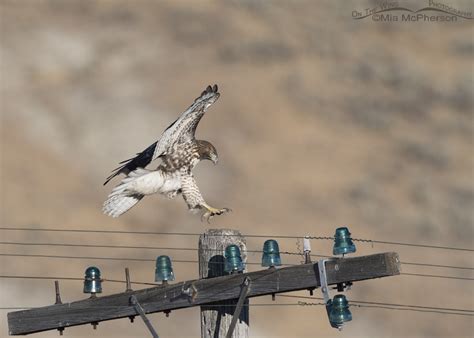 Red Tailed Hawk Juvenile Landing On A Telegraph Pole On The Wing