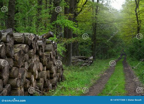 Forest Path With Piles Of Wood Stock Photo Image Of Spring Green