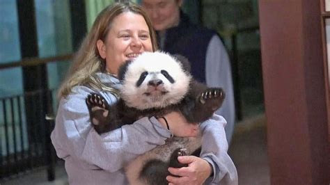 Washingtonians Meet Bei Bei The Giant Panda