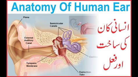 Physiology Of Human Ear With Functions Of Parts Of Ear Youtube