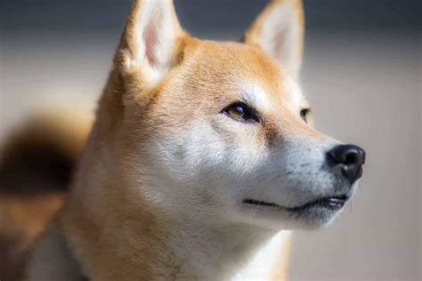 Shiba Inu Alles Wat Je Moet Weten Over Dit Hondenras
