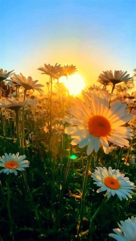 Sunrise And Daisy Flower Wallpaper Iphone Landscape Wallpaper Nature