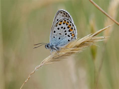 Silver Studded Blue Plebejus Argus Sps Outing To Prees H Flickr