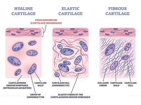 Perichondrium As Hyaline And Elastic Cartilage Membrane Outline Diagram