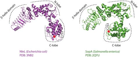 Comparison Of The Nlel And Sopa Crystal Structures Ribbon