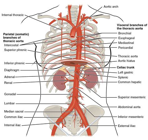 Circulatory Pathways Anatomy And Physiology