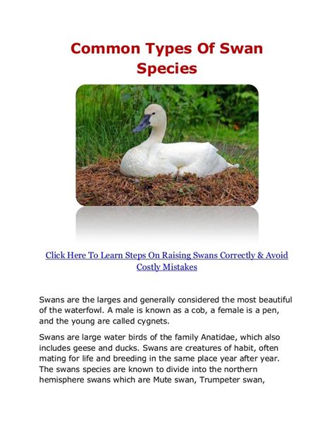 Common Types Of Swan Species