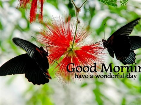 Good Morning Wishes Pictures Images