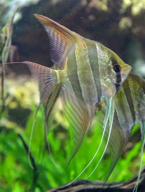 Cichlids With Angelfish Aquarium Passion