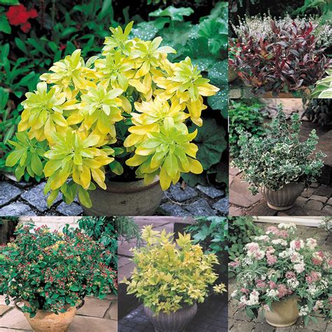 Dwarf Patio And Shrub Collection Mirror Garden Offers