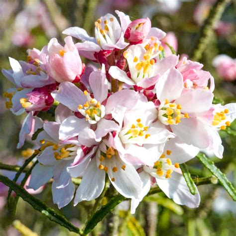 Buy Choisya Ternata Apple Blossom Evergreen Flowering Garden Shrub