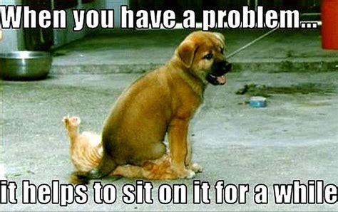 Dog And Cat Funny Animal Humor Photo 20135283 Fanpop