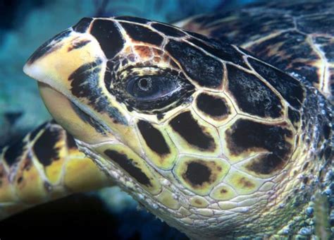It is mostly seen in shallow lagoons and coral reefs where the sea sponges it eats live. Hawksbill Sea Turtle l Critically Endangered Reptile - Our Breathing Planet