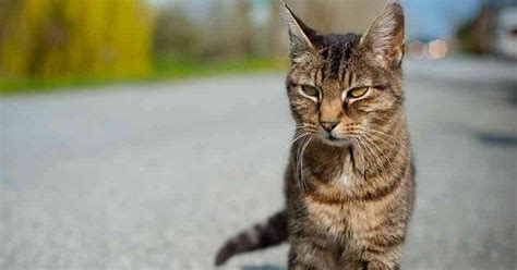 Roh hewan (juga tumbuhan) mengalami berbagai kejadian selama dibumi, sama seperti manusia. Mengapa Kucing Bisa Selamat Setelah Jatuh dari Tempat ...