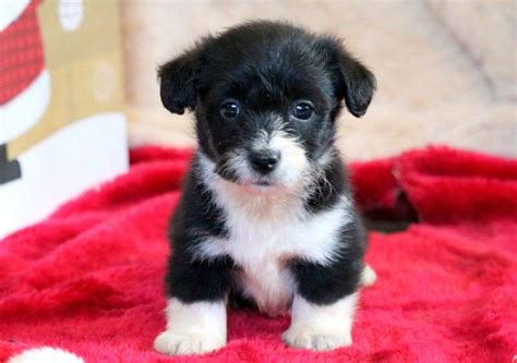 An all around hardworking, stocky athlete, this intelligent hybrid has a lot to offer. Corgipoo Puppies | Luxury Puppies 2 U | Long Island