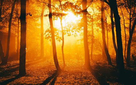 Sunlight Trees Golden Hour Silhouette Forest Wallpapers Hd