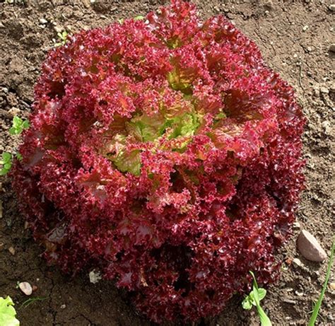 Free for commercial use no attribution required high quality images. Lettuce: LOLLO ROSSO Red Curly Lettuce