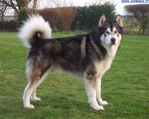 Alaskan Malamute Dog Breed Information Pictures The
