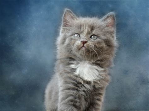 Koleksi gambar anak kucing comel cisdel com. Gambar Kucing Comel Dan Manja (Anak Kucing Lucu dan Paling ...