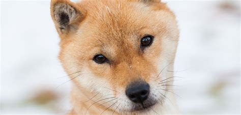 The Hokkaido Dog Japans Most Iconic Breed