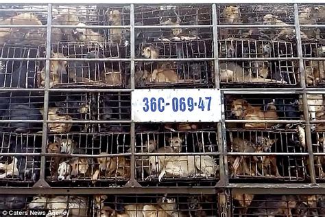 Dogs Filmed Crammed Into Truck On Their Way To Slaughter In Vietnam