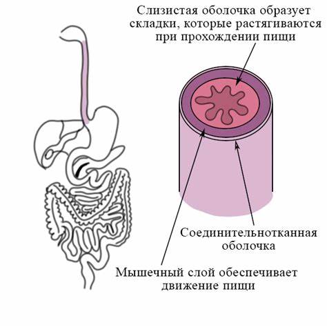Эрозия пищевода и желудка диета Пищеварительная система человека. Конспект Биология. Подготовка к ЕГЭ Пищеварительная система человека. Конспект Биология. Подготовка к ЕГЭ Эрозия пищевода и желудка диета