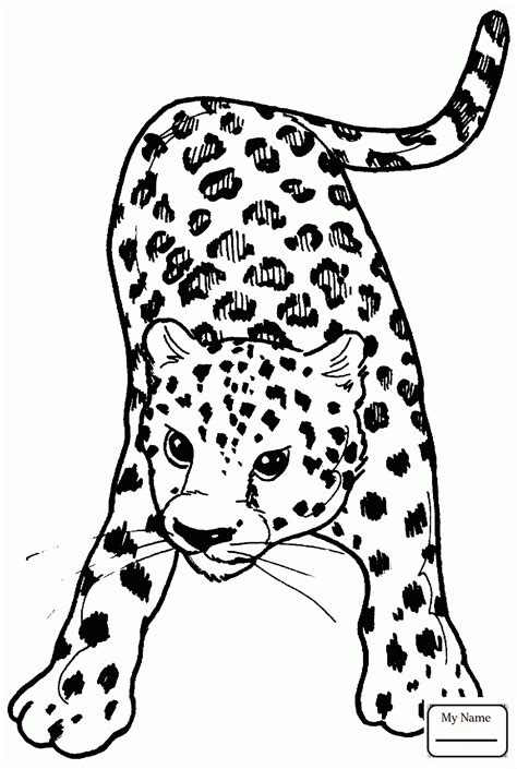 Amur Leopard Drawing At Getdrawings Free Download