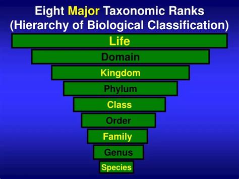 Ppt Eight Major Taxonomic Ranks Hierarchy Of Biological