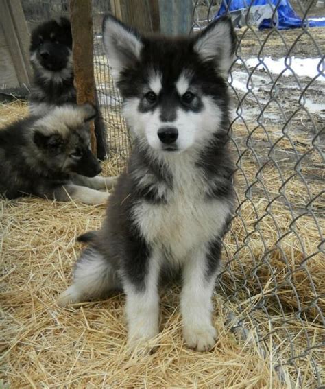 Alaskan Malamute Husky Wolf Mix Puppy Pets Lovers