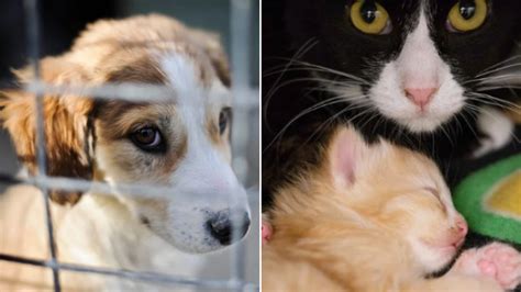 Shelters Run Out Of Stray Dogs And Cats As Coronavirus