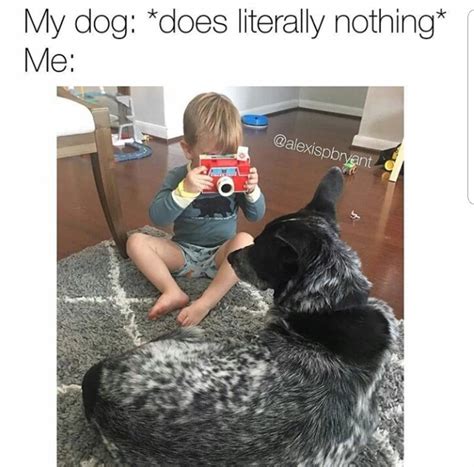 Doggo Memes For Those Who Need More Animals In Their Lives Memebase