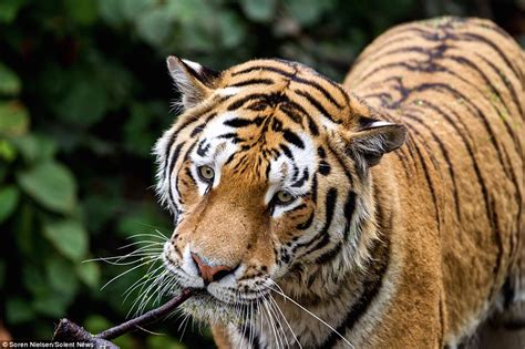 Siberian Tiger Wades Through Algae While Trying To Cool Off At