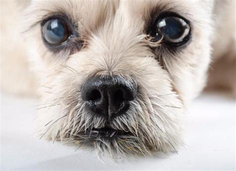 Dog Staring Everything You Want To Know Petmd
