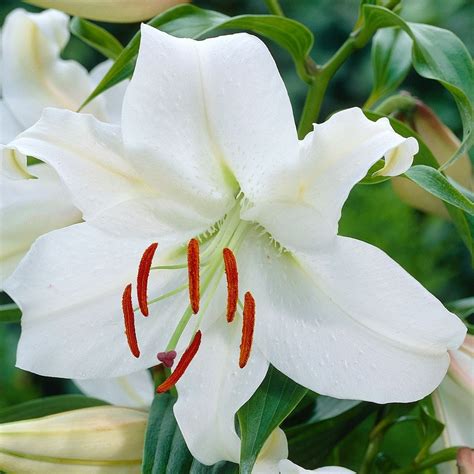 Buy Oriental Lily Bulb Lilium Casa Blanca £14 Delivery By Crocus