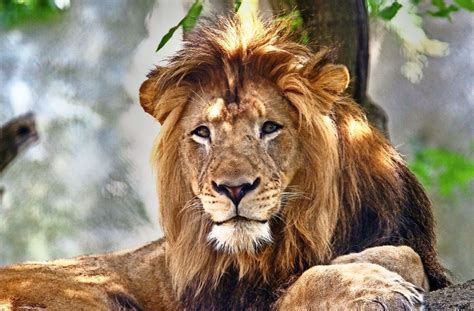 Fehler in fehlerbilder suchen ist ein großer spaß für kinder und auch erwachsene. Tödlicher Streit unter Löwen: Löwin tötet im Zoo den Vater ...