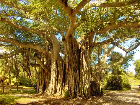 Filegiant Tree In Hugh Taylor Birch Park Fort Lauderdale Florida