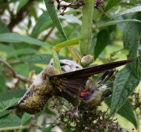 Hummingbird Eaten By Praying Mantis