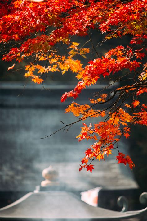 Trees During Autumn Photo Free Image On Unsplash