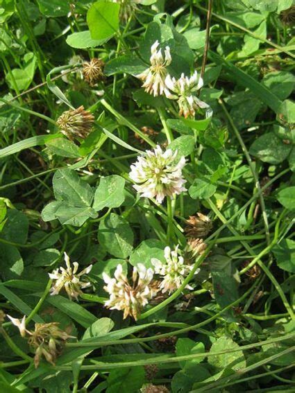 White Clover Ladino Trifolium Repens Ladino Seed