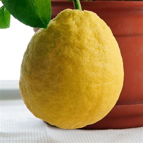 Baboon Lemon Tree Lemoncitrustree Since 2004