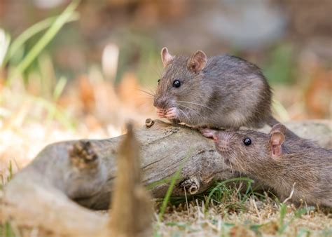 Die Ratten Rattus Foto And Bild Tiere Wildlife Säugetiere Bilder