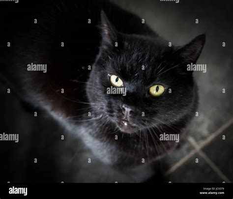 Cat Looking Round Hi Res Stock Photography And Images Alamy