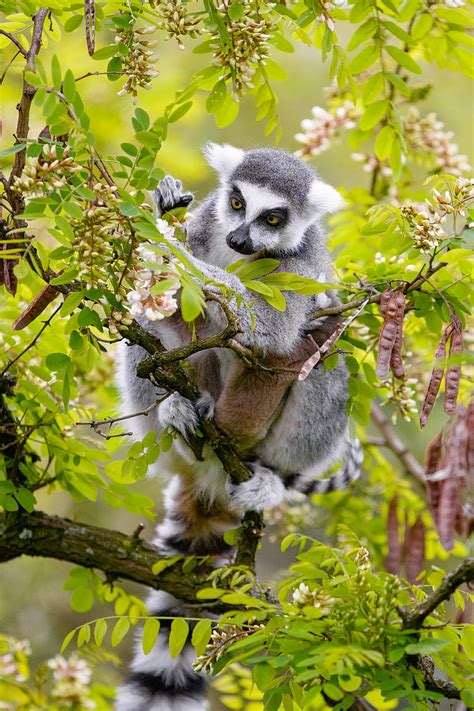 4k Free Download Lemur Branch Tree Wildlife Animal Hd Mobile