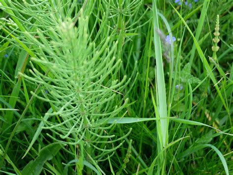 Field Horsetail A Year In Beadnell