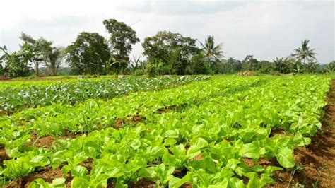 Kepentingan pertanian di malaysia termasuklah (i) menghasilkan bahan makanan, (ii) membekalkan bahan mentah (iii). Seluk Beluk Bisnis Tanaman Organik